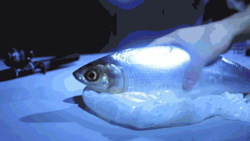 1382029596_1570280536