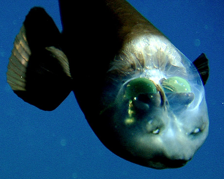 090223-02-fish-transparent-head-barreleye-pictures_big