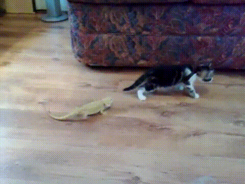 кот