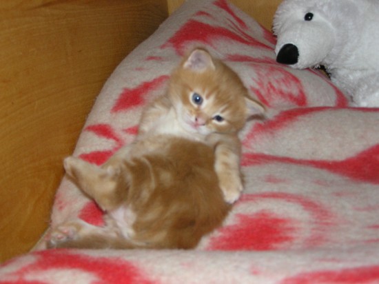 Изображение 013