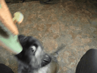 DSCF3977ГИФ АЗЗЗЗЗА