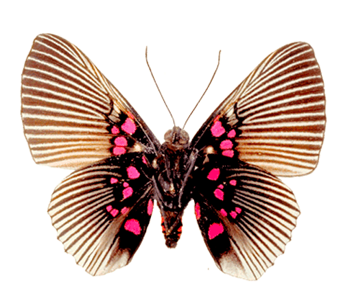 бабочка-пёстрая