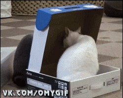 omygif_zakril_kota_v_korobke