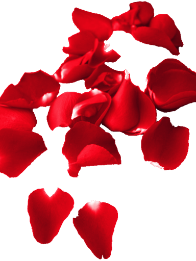 a-rose_petalsred-2