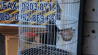 гифки-птица-живность-клетка-926310