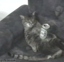 Кот и пиво