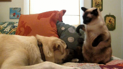 загружено (4)