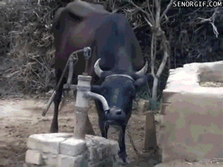 cow