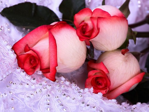 35159262.f.500.500.0