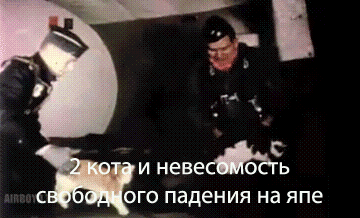 коты и невесомость падения