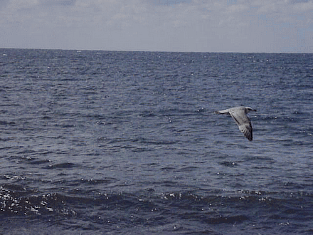 DSCF0165ГИФ6