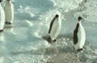 z_gif_penguin