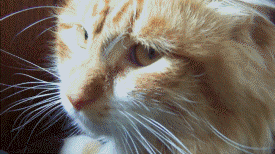1384506782_1660796892_yapfiles.ru_yapfiles.ru