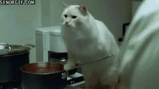funny-gifs-dont-judge-too-quickly[1]