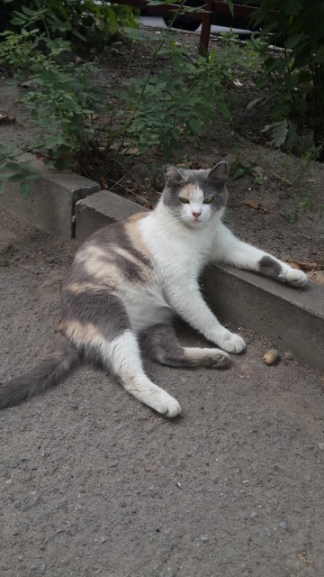 Алматинский котэ