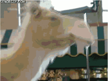 anigif_enhanced-buzz-13842-1380905599-35