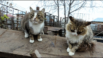 котэ-живность-гифки-респаун-котов-1011464