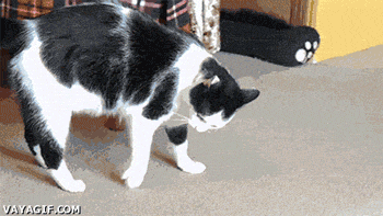 funny-gif-cat-rolling-floor