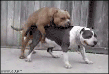 собачий_трах