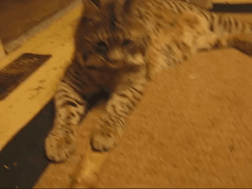 котэ-живность