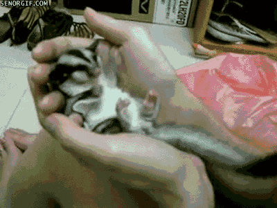 18092013-vecher-gifki-gifki-smeshnye-gifki-animashki_386396885