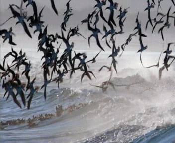 гифки-галапагоссы-олуши-рыболовы-ололуши-1022008