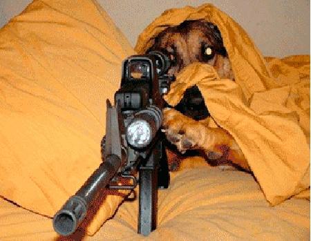 кошки-против-собак-гифки-котэ-собака-314548