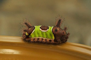 Sibine-stimulea-300x199