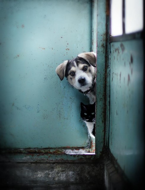 l_1330003338_studeno