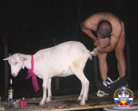 1338294504_zoofil