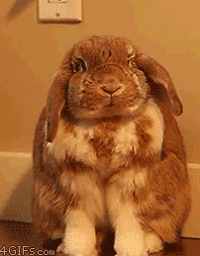funny-gif-rabbit-smiling-nose