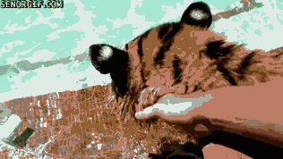 гифки-котэ-живность-тигр-1026473