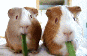 Guinea pigs double om nom nom