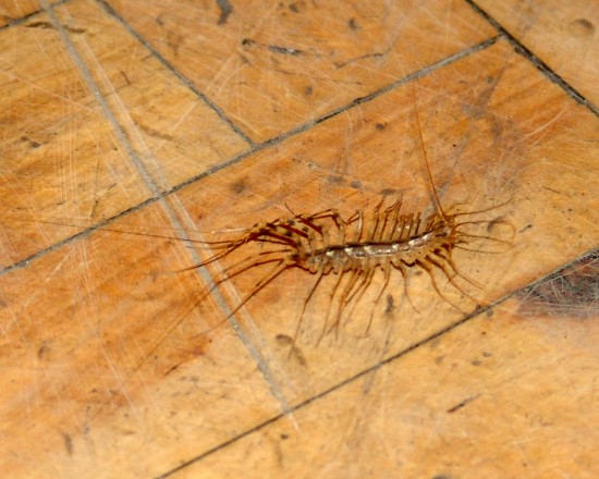 хреноножка