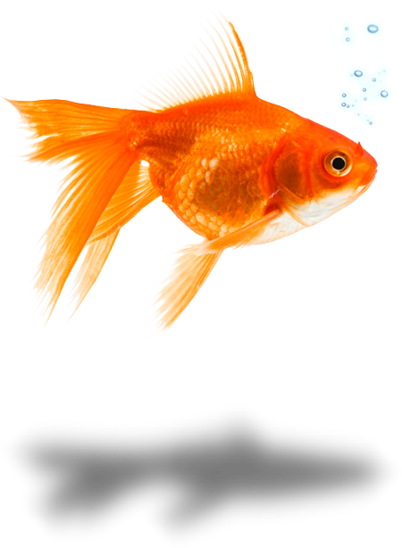 goldfish