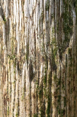 weathered_log_7241-266x400