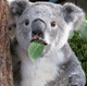 koala