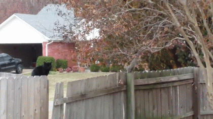 гифки-котэ-живность-белка-1043385