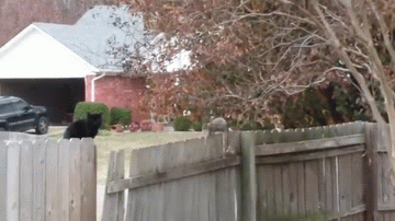 Наглая белка и кот.