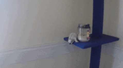 гифки-белки-летяги-живность-1044779