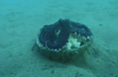 Осьминог с панцирем