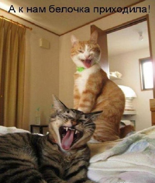 108986349_large_c2fa452d0c82af4ebfcd41c99086624c_97112