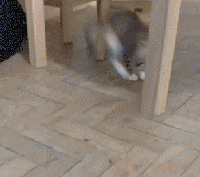 гифка-котик-живность-муха-1054426