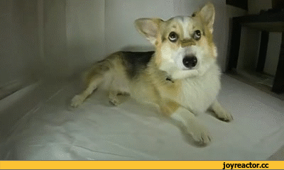 гифки-собакен-живность-1052878