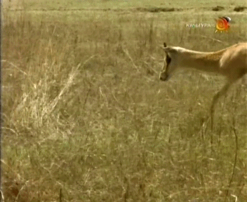 гифки-живность-маскировка-не-помогло-1056551