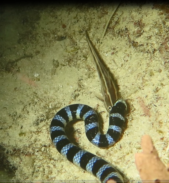 Змея ест рыбку