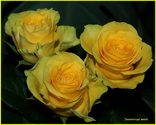Три розы