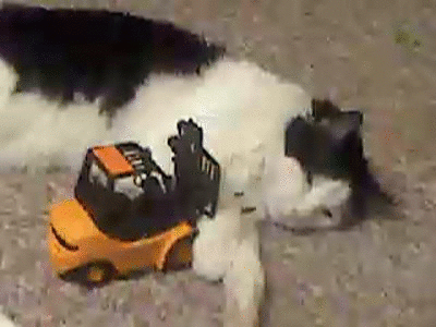 гифки-кот-живность-песочница-1067098