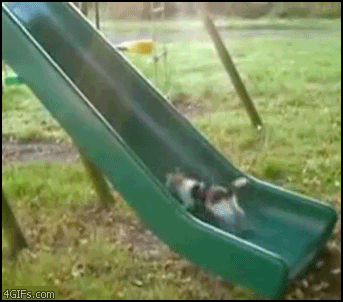 1283237678_cat_slide_treadmill