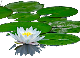 водяные лилии